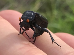 Nicrophorus nigrita