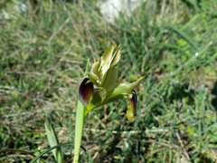 Iris tuberosa