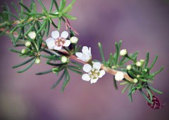 Paropsisterna intertincta