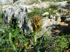 Asphodeline lutea
