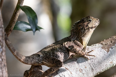 Lophosaurus spinipes