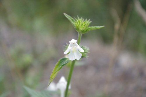 Image of Galeopsis segetum by (c) bernhard_hiller, some rights reserved (CC BY)