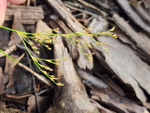 Image of Juncus pelocarpus by (c) Norma Malinowski, some rights reserved (CC BY)