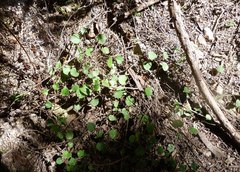 Muehlenbeckia australis × complexa