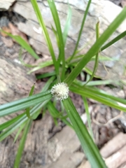 Cyperus sesquiflorus sesquiflorus