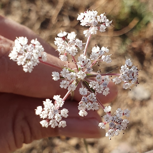 Daucus virgatus