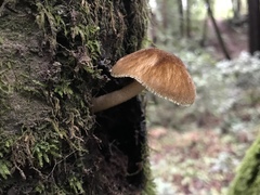 Pluteus umbrosus