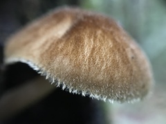 Pluteus umbrosus