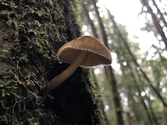 Pluteus umbrosus