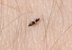 Orothrips kelloggi