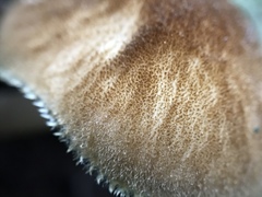 Pluteus umbrosus