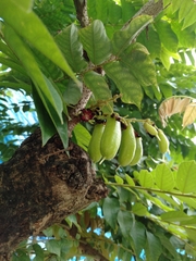 Averrhoa bilimbi