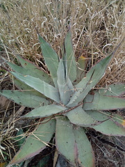 Agave applanata