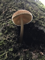 Pluteus umbrosus