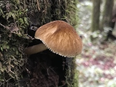 Pluteus umbrosus