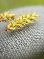 Carex castanea