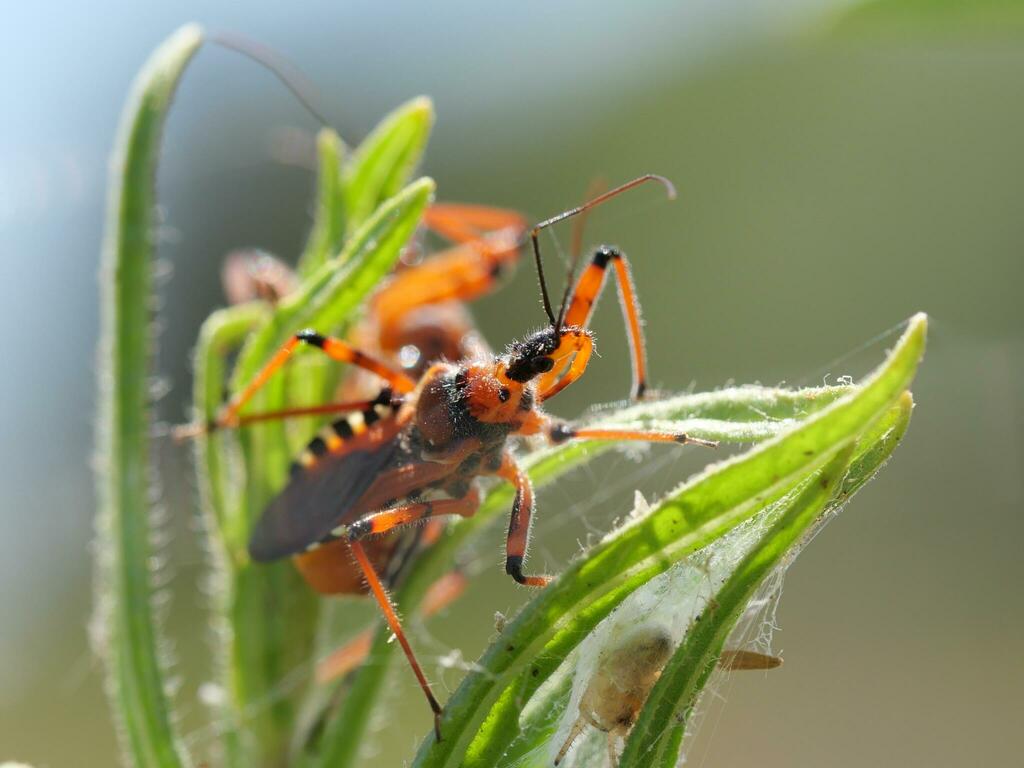 Rot Insect Rhynocoris iracundus from Attica, Greece on August 5, 2023 at 12:30 PM ...