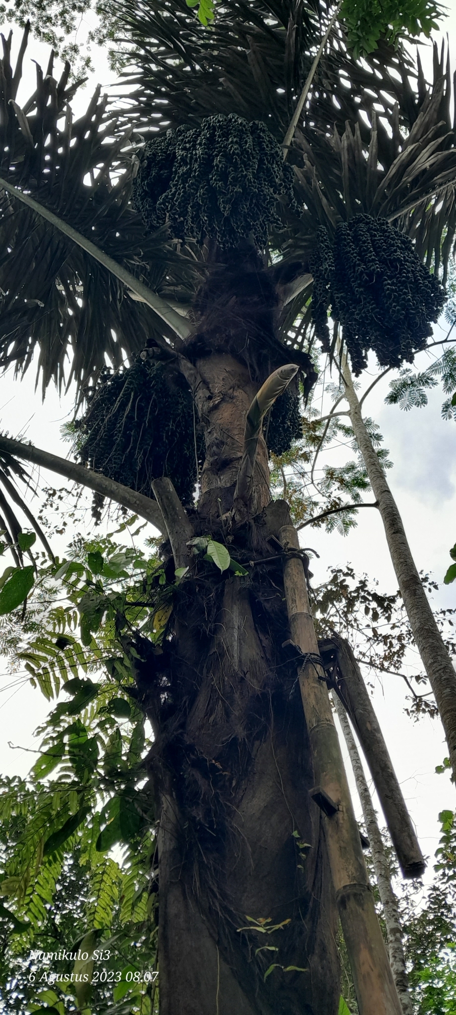 Imagem de Palmeira-sagu