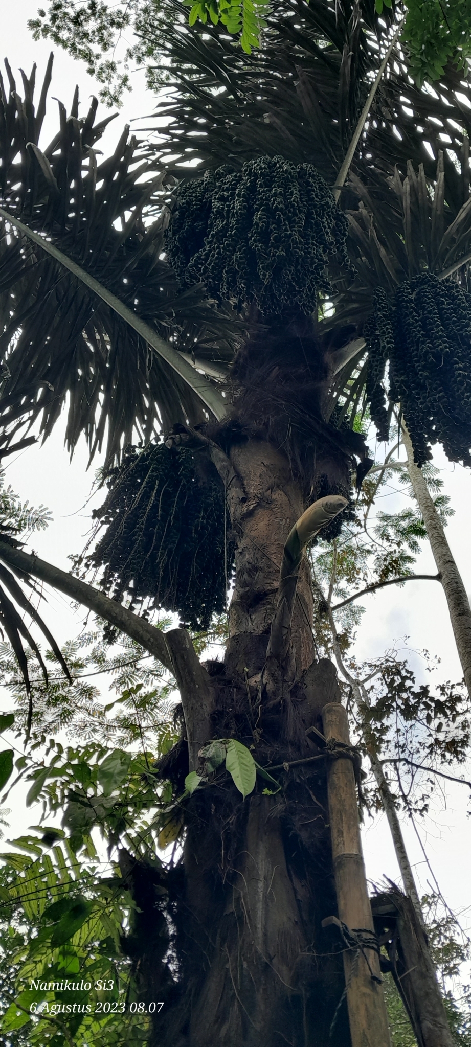 Imagem de Palmeira-sagu