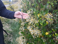 Brachyglottis elaeagnifolia