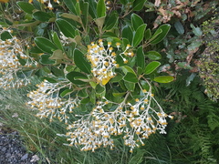 Brachyglottis elaeagnifolia