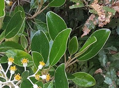 Brachyglottis elaeagnifolia