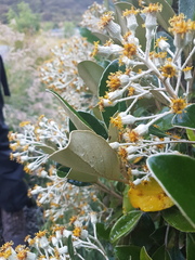 Brachyglottis elaeagnifolia