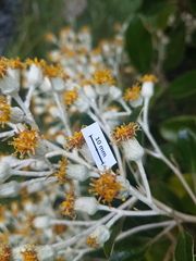 Brachyglottis elaeagnifolia