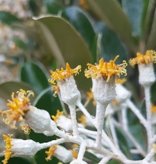 Brachyglottis elaeagnifolia