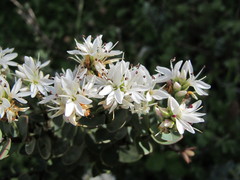 Veronica pinguifolia