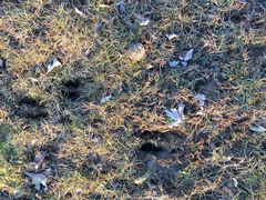 Odocoileus virginianus borealis