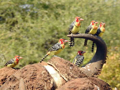 Red-and-yellow Barbet