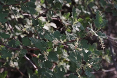 Ribes indecorum