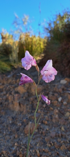 Gladiolus hirsutus image