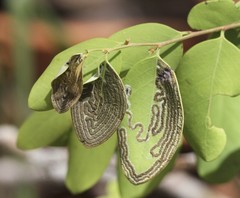 Phyllocnistis diaugella