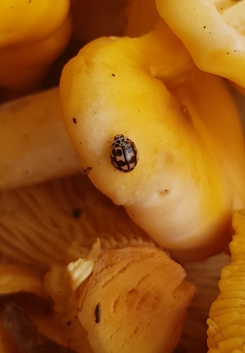 Oenopia conglobata