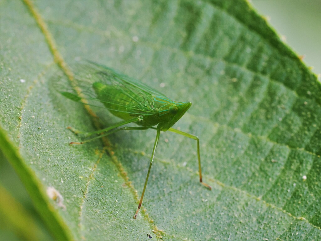 Tenguna watanabei