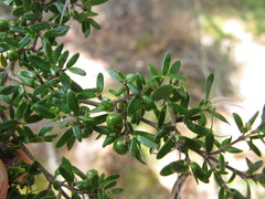 Coprosma microcarpa