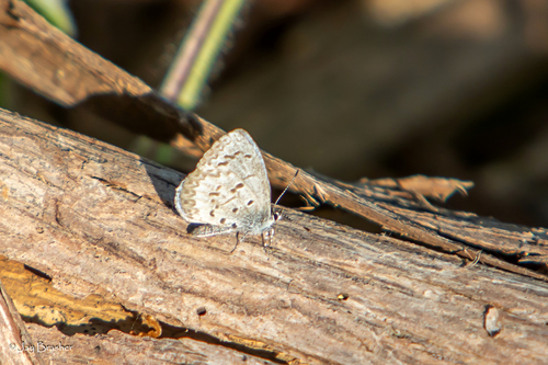 Northern Azure photo 4