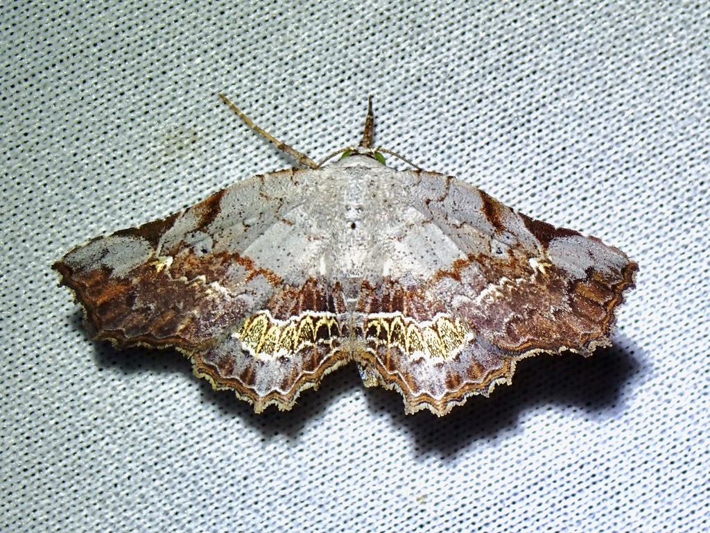 Throana callista