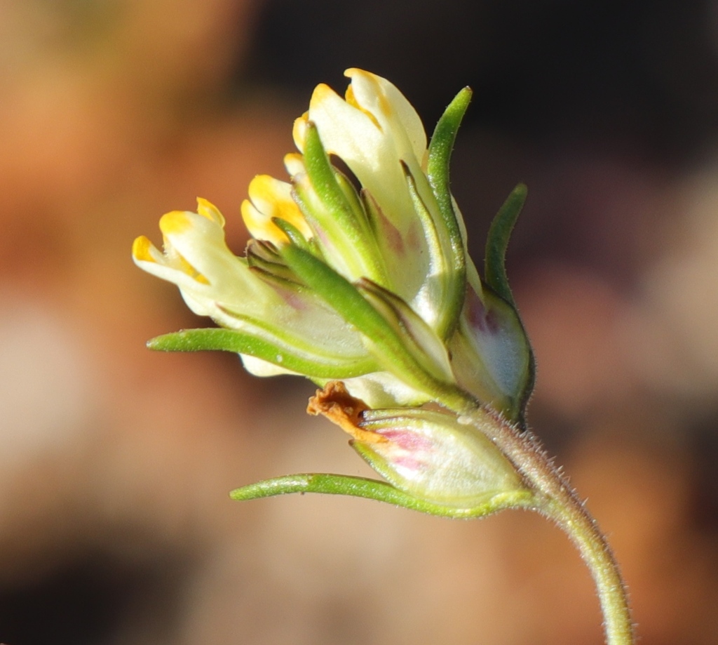 Polycarena rariflora