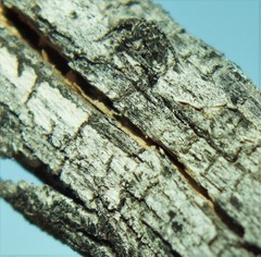 Hamataliwa grisea