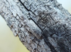 Hamataliwa grisea