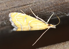 Glaucocharis auriscriptella