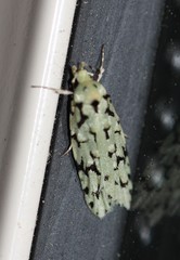 Izatha peroneanella