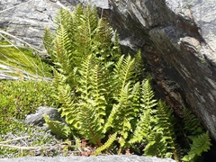 Polystichum cystostegium