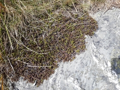 Pimelea notia