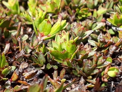 Pimelea notia