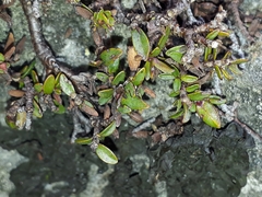 Pimelea notia