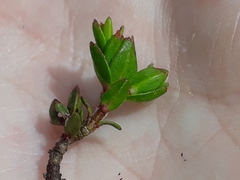 Pimelea notia
